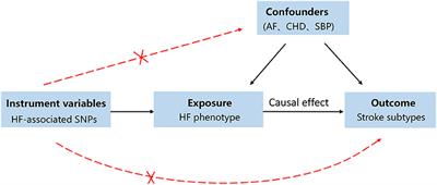 Mendelian Randomization Study of Heart Failure and Stroke Subtypes